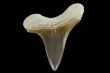 Fossil Shark (Cretoxyrhina) Tooth - Kansas #134829-1